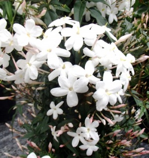 Jasminum polyanthum